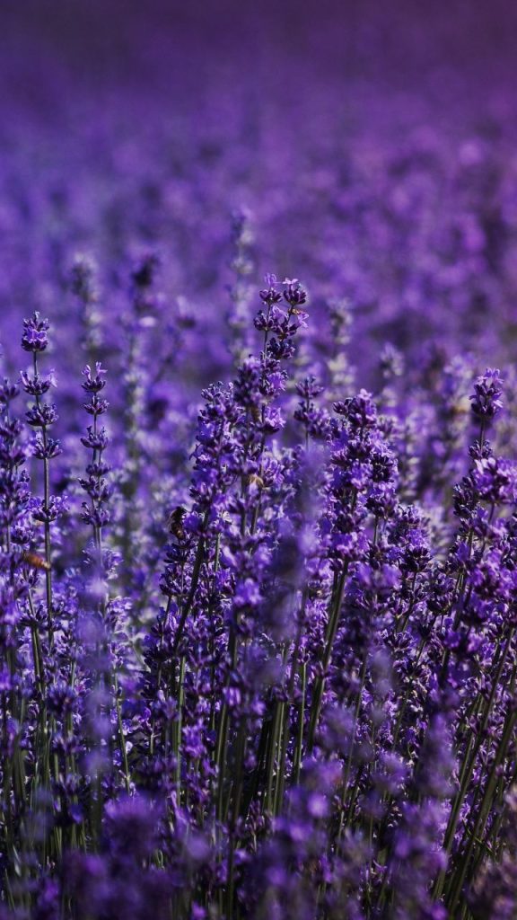 lavender-photo-3-576x1024.jpg