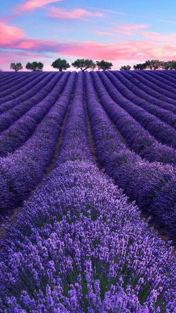 lavender-2.jpg