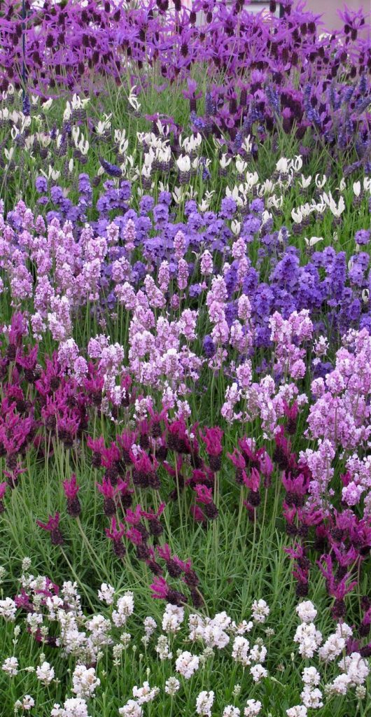 lavender-1-530x1024.jpg