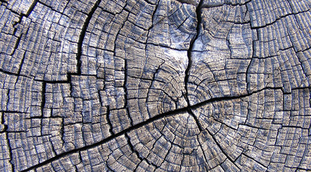woodtextures14.jpg