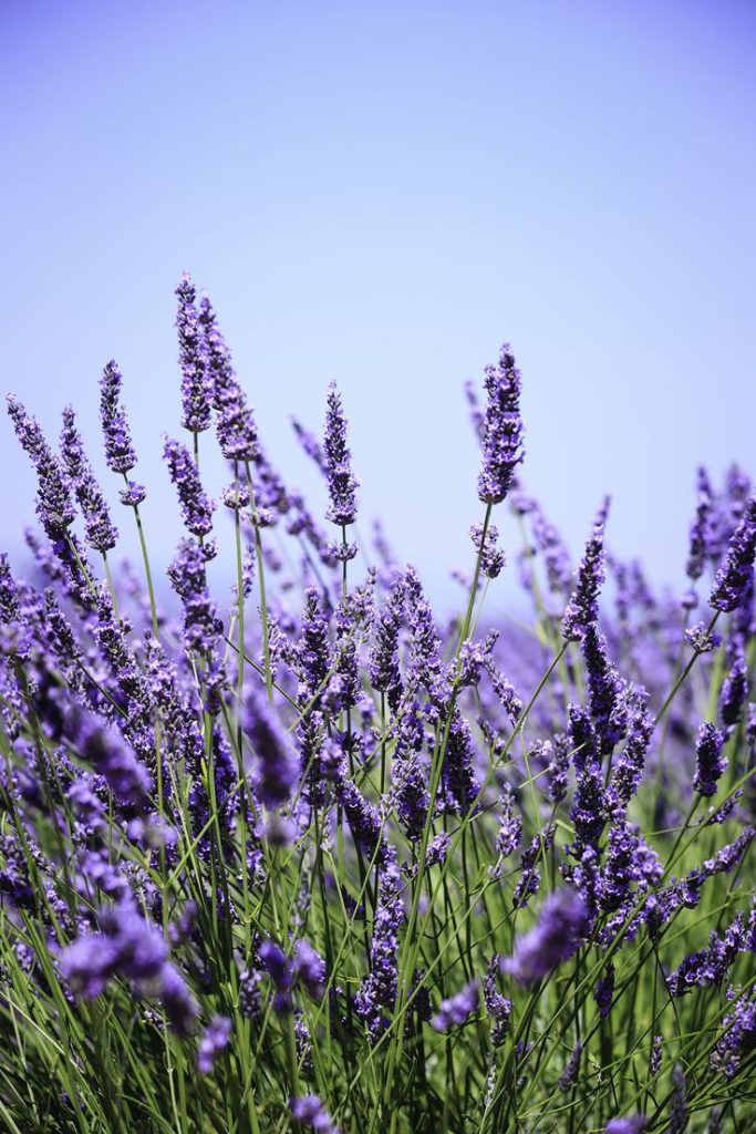 lavender-photo-2-683x1024.jpg