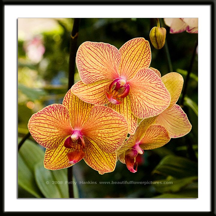 golden_treasure_orchid_0335.jpg