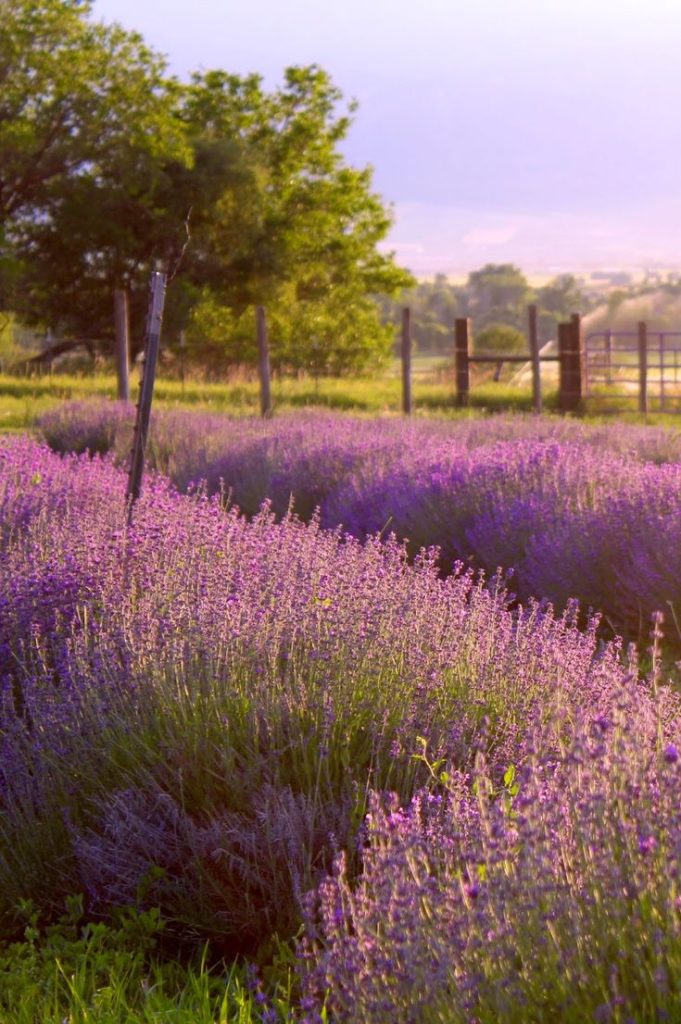 lavender-photo-1-681x1024.jpg